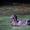 Paradise shelduck